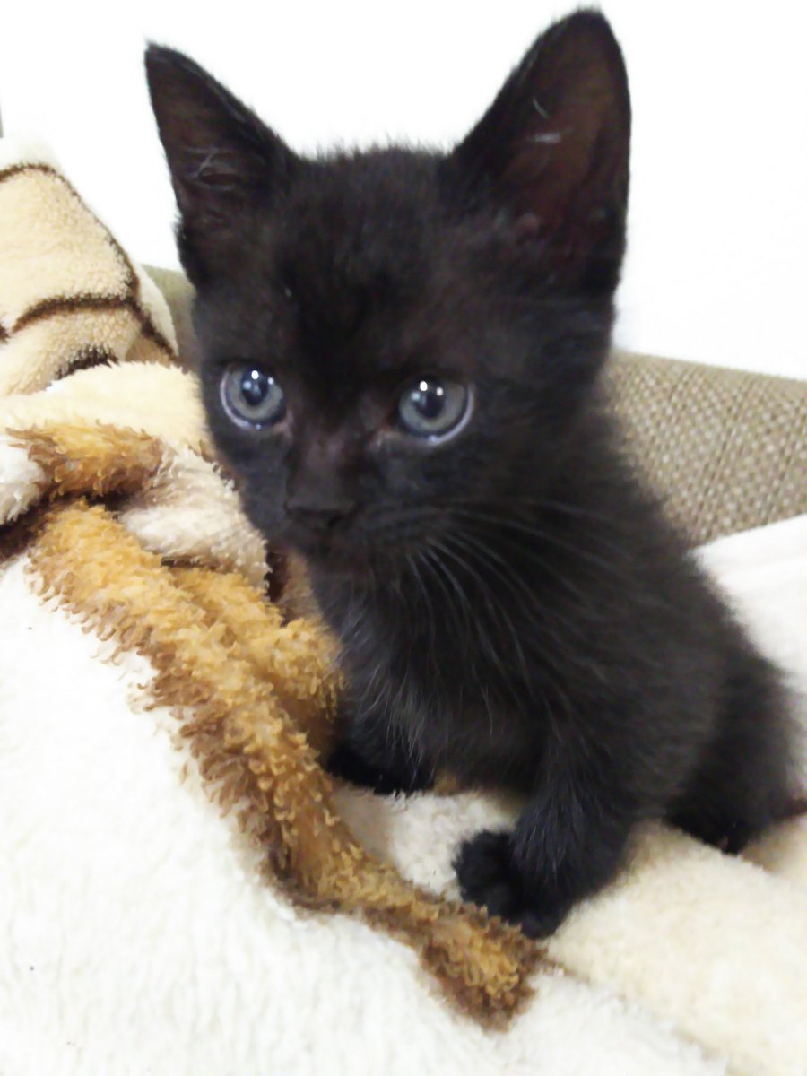 映えないから黒猫は人気ない 世界一可愛い 断言する 自慢の黒猫が続々集まる Togetter 映えないから黒猫は人気ない 世界一可愛い 断言する 自慢の黒猫が続々集まる Togetter