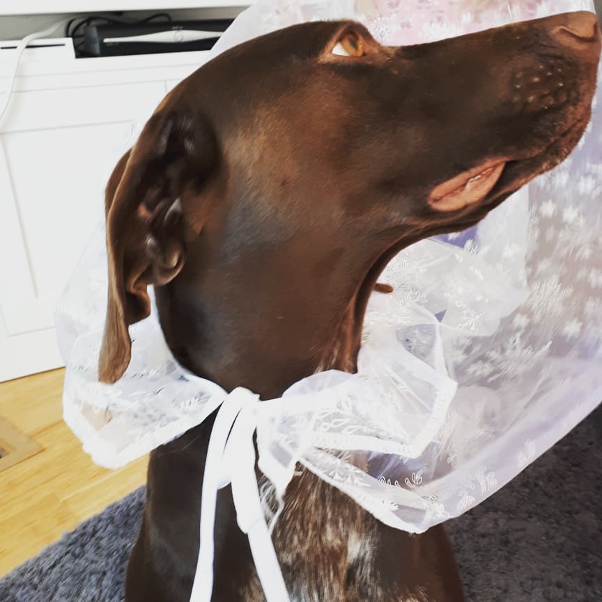 Getting ready for the #RoyalWedding Got my outfit ready!! #gsp #dogsoftwitter #HarryandMeghan