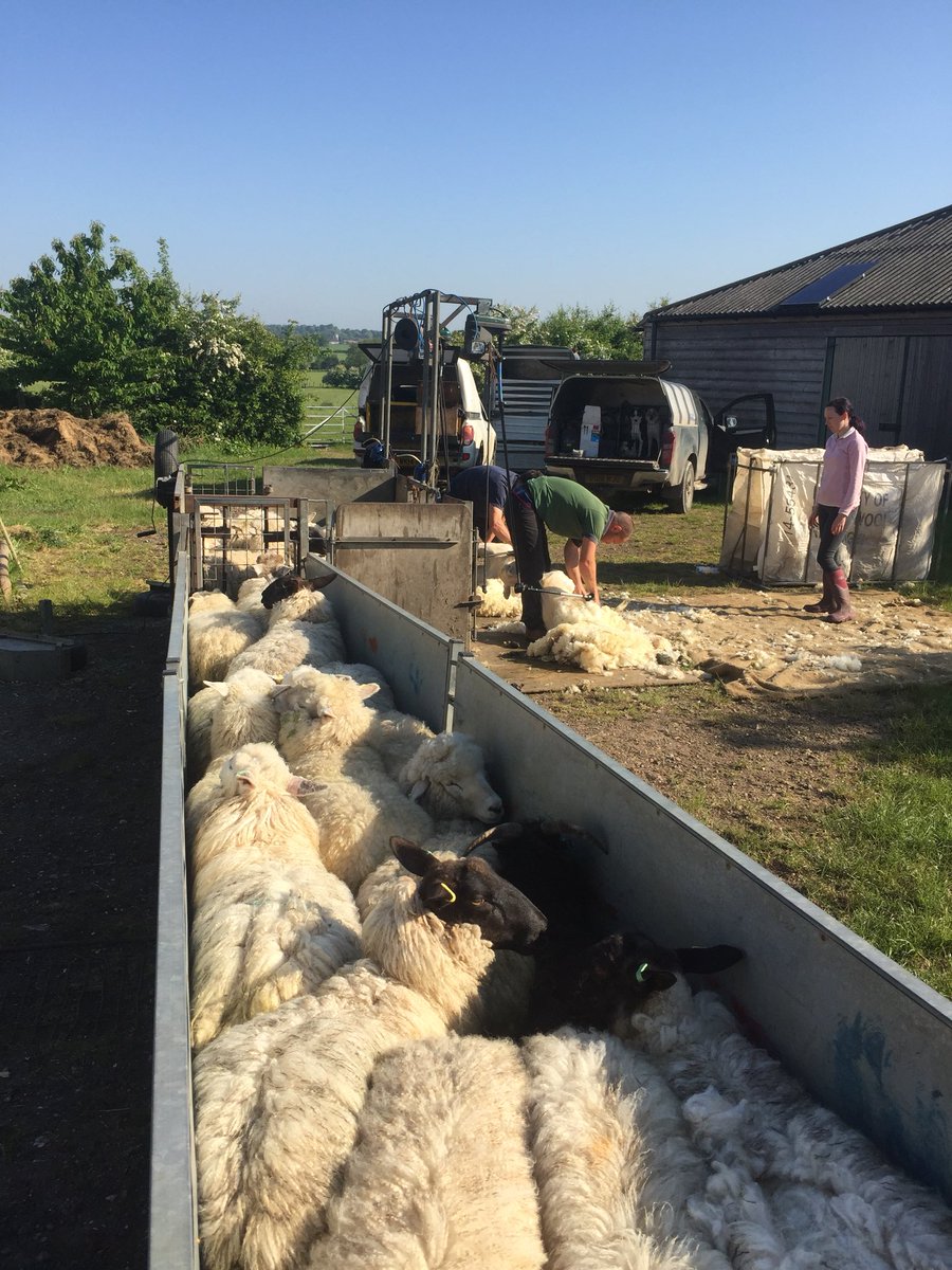 diggerbull's tweet photo. That time of year again. Shearing ewe lambs in the sunshine. feels very different to a month ago! #sheep365 https://t.co/6grmQU92pr