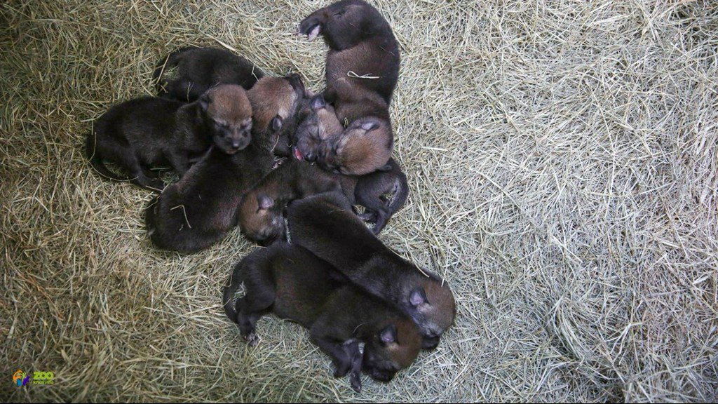 wbir's tweet photo. Eight very rare red wolf pups born at Zoo Knoxville https://t.co/RwOYGYnvoX https://t.co/ktZz521Uyv