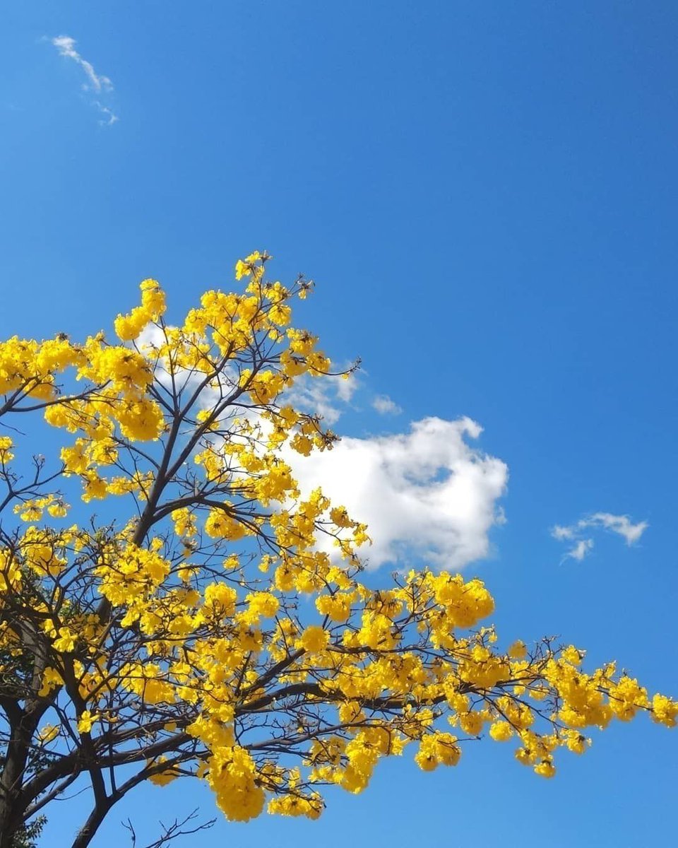 Guayacanes que en Medellín florecen 💐😍☀ buff.ly/2KF9Zqn

Ph IG: ninsy_v
