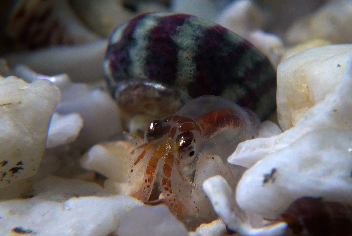 IIM_CSIC's tweet photo. 🐙 ¿Sabías que los pulpos viven menos de 2 años? 🐙 Al igual que muchos otros cefalópodos los pulpos tienen un ciclo de vida muy corto y por ello su pesca sufre variaciones tan amplias de un año para otro. Texto A. Roura grupo ECOBIOMAR #IIMCSIC. Fotos Manuel E. Garci https://t.co/6k7Rttzuvw