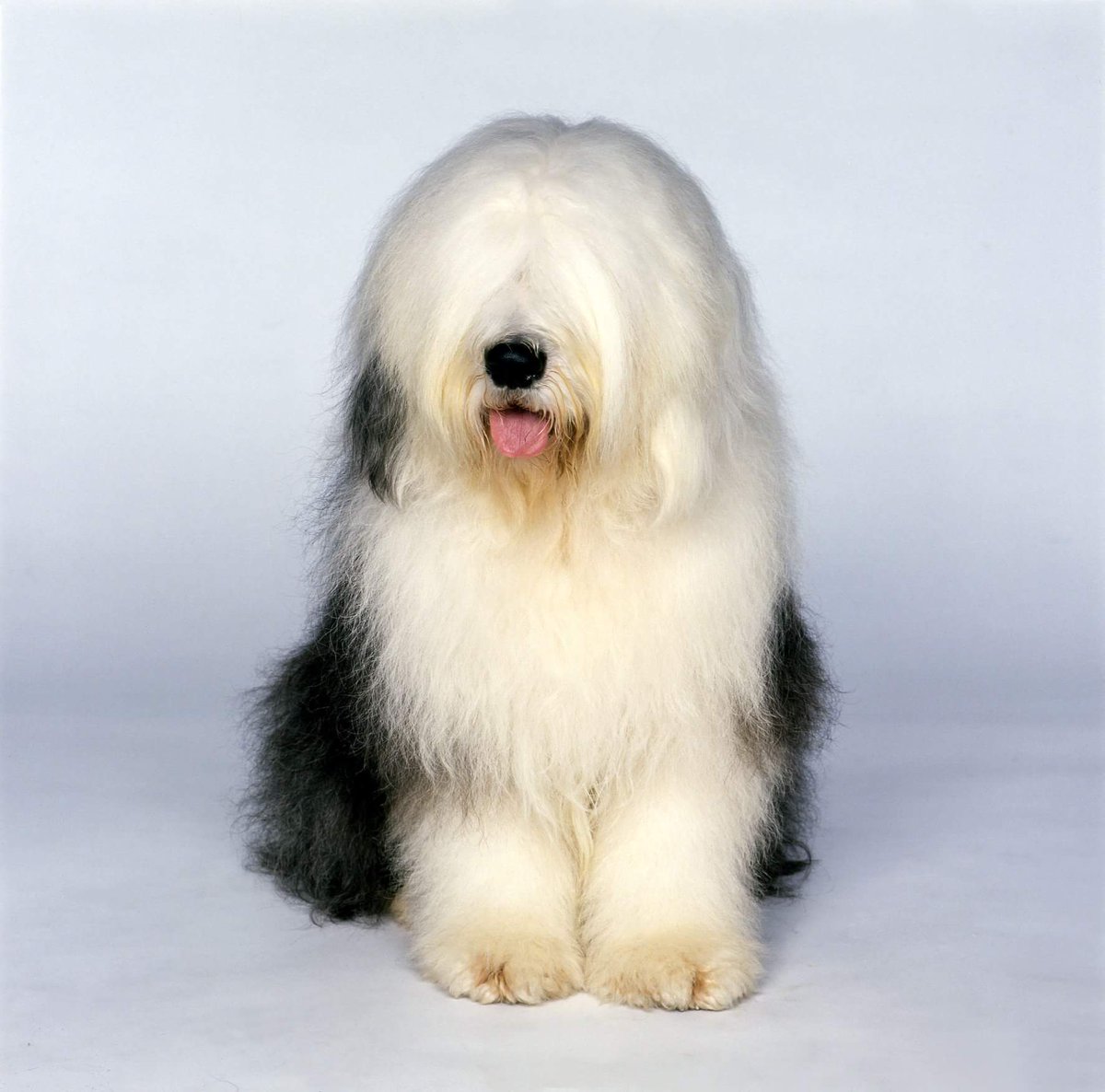 Shanahanpaints1's tweet photo. Look who is on his way ...
The Dulux Dog is in our Ennis store today from  12 – 2pm.

Don't forget last day of offers in store on Ronseal, Dulux and Weathershield Paints. 

#Ennis #45yearsinbusiness #shoplocal #buyirish 
@duluxirl https://t.co/SA7xaw7CEE