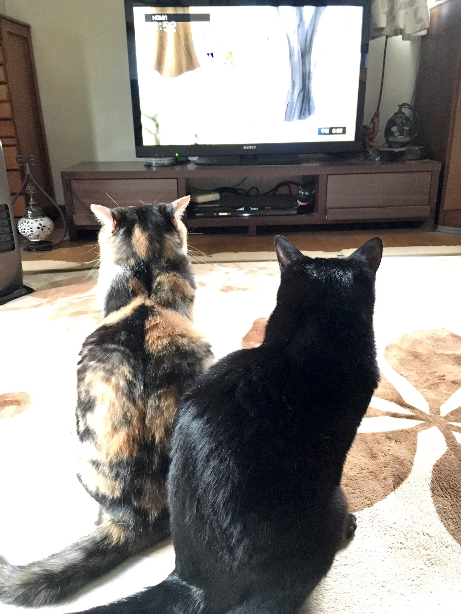 E Mily おさるのジョージ 大人気 ネコたち釘付け 猫部 おさるのジョージ