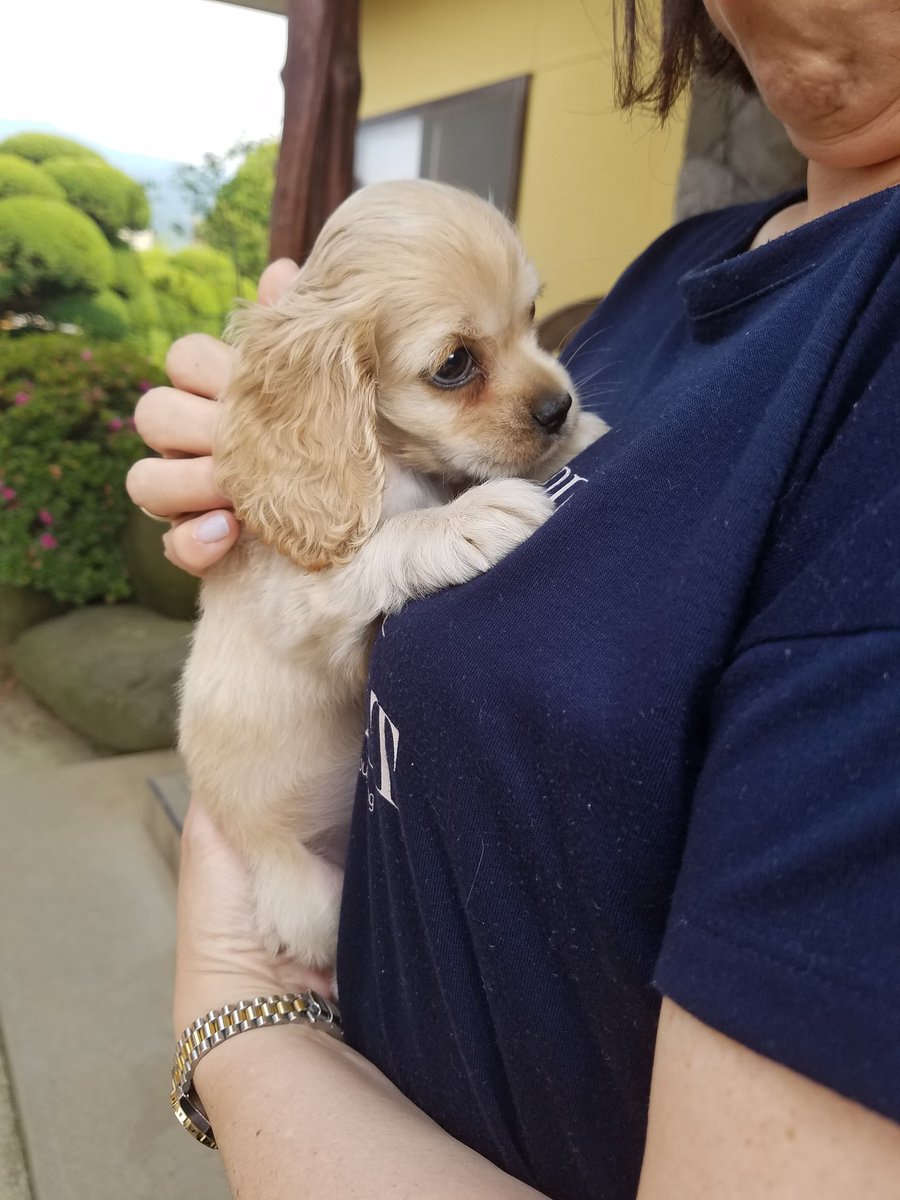 もえりん Sur Twitter これを見た人は子犬が成長した画像を貼れ かわいすぎて選べないからとりあえず 子犬ver アメリカンコッカースパニエル アメリカンコッカー アメコカ コッカー