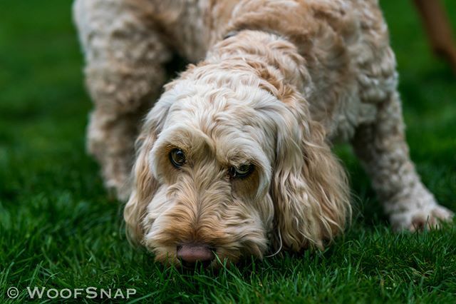 WoofGroup's tweet image. Little Baxter 😇