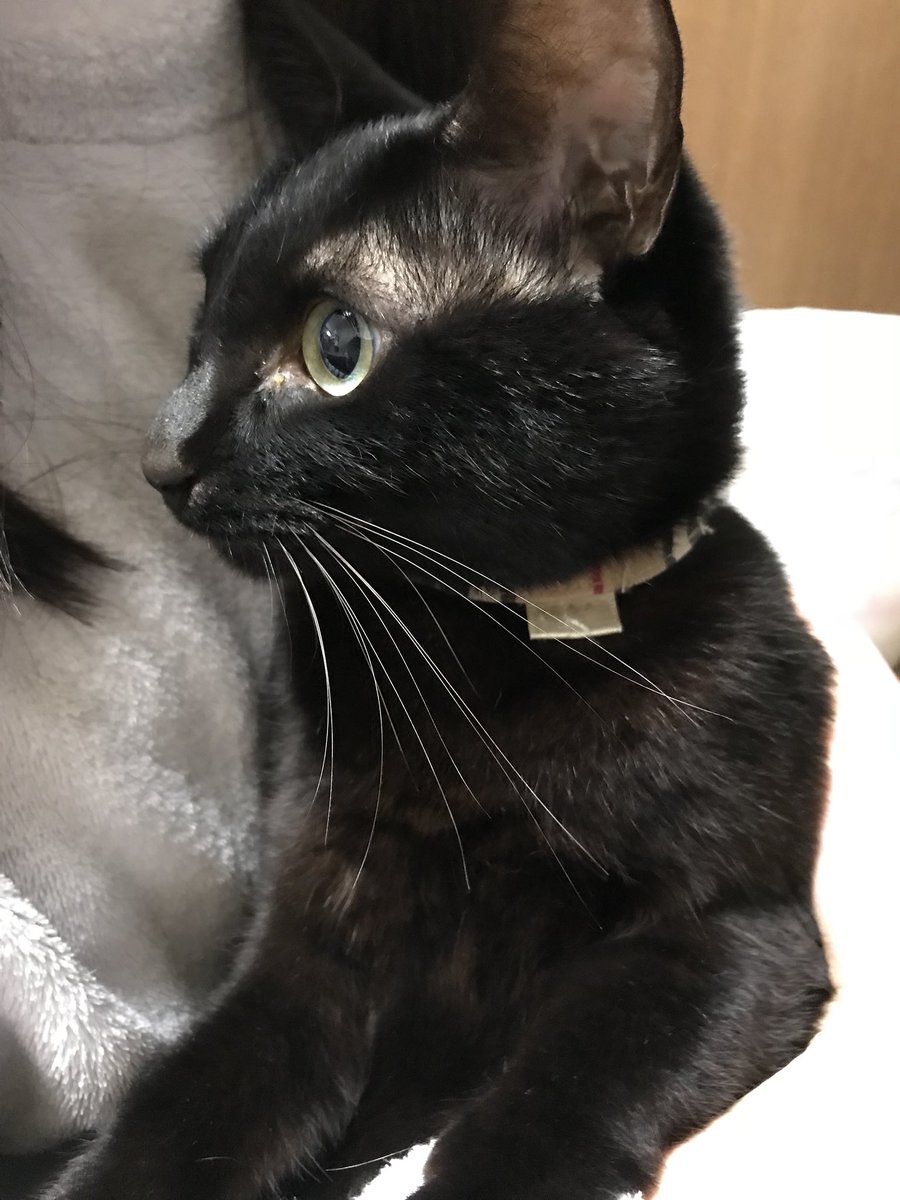 映えないから黒猫は人気ない 世界一可愛い 断言する 自慢の黒猫が続々集まる Togetter