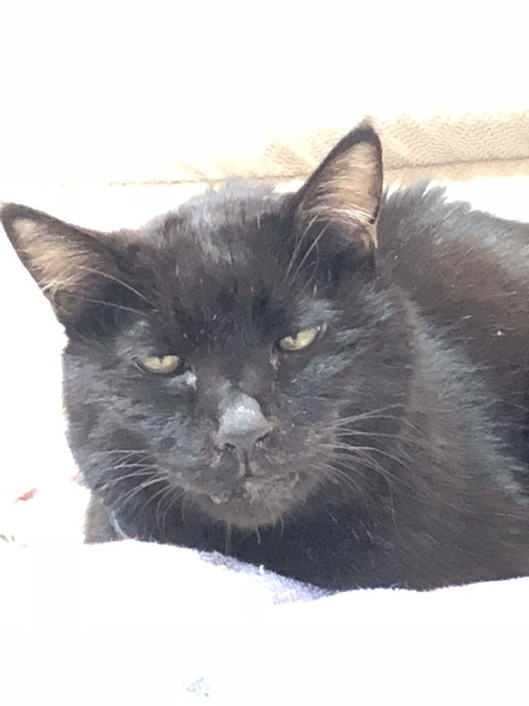 映えないから黒猫は人気ない 世界一可愛い 断言する 自慢の黒猫が続々集まる Togetter 映えないから黒猫は人気ない 世界一可愛い 断言する 自慢の黒猫が続々集まる Togetter