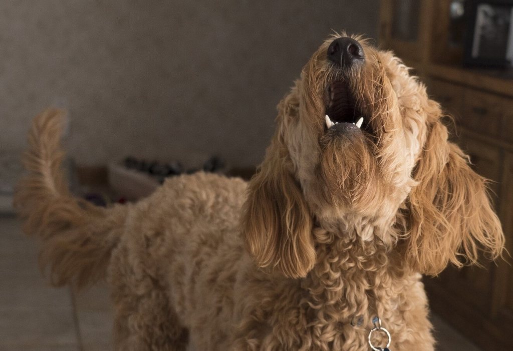 Could Your Barking Dog Get You into Hot Water? timeforpaws.co.uk/blog/could-you…