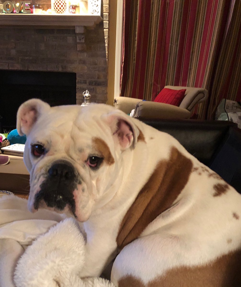 RollingMeadowsOrca (@reggiengood) on Twitter photo 