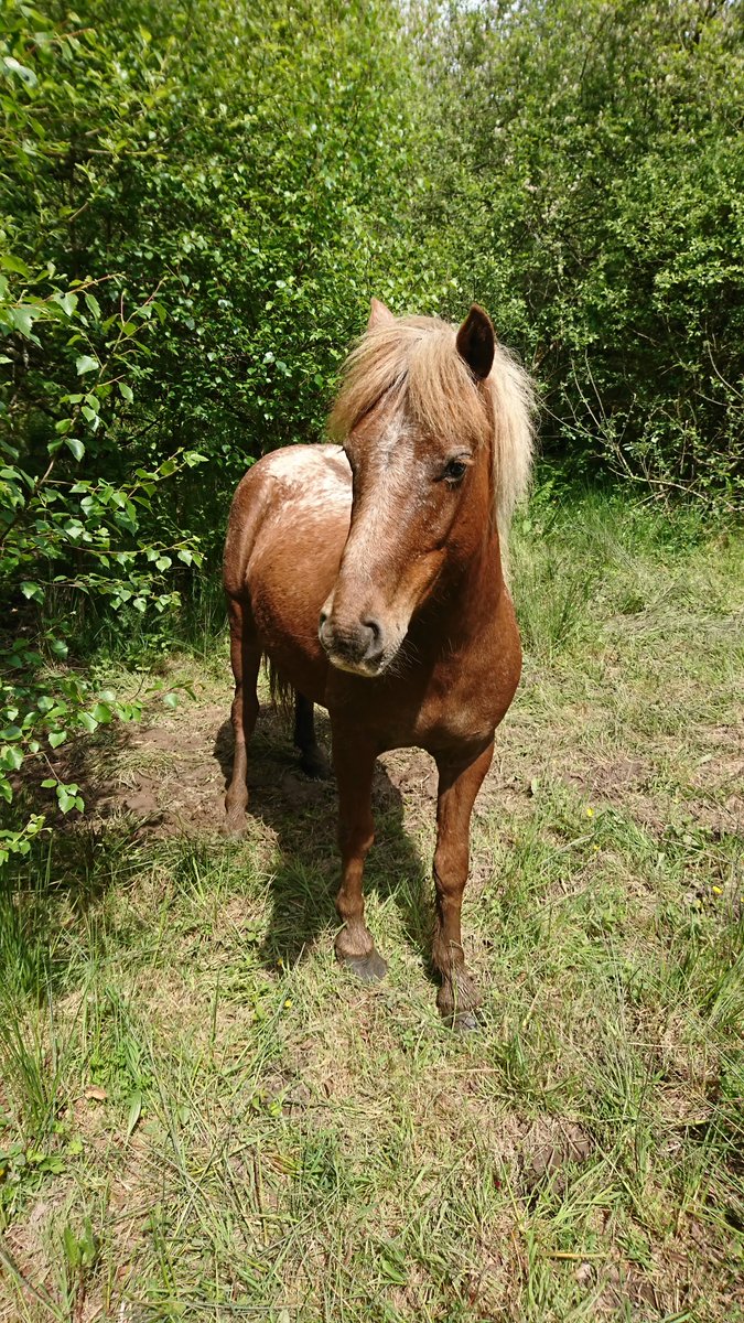 shiresholt tweet picture