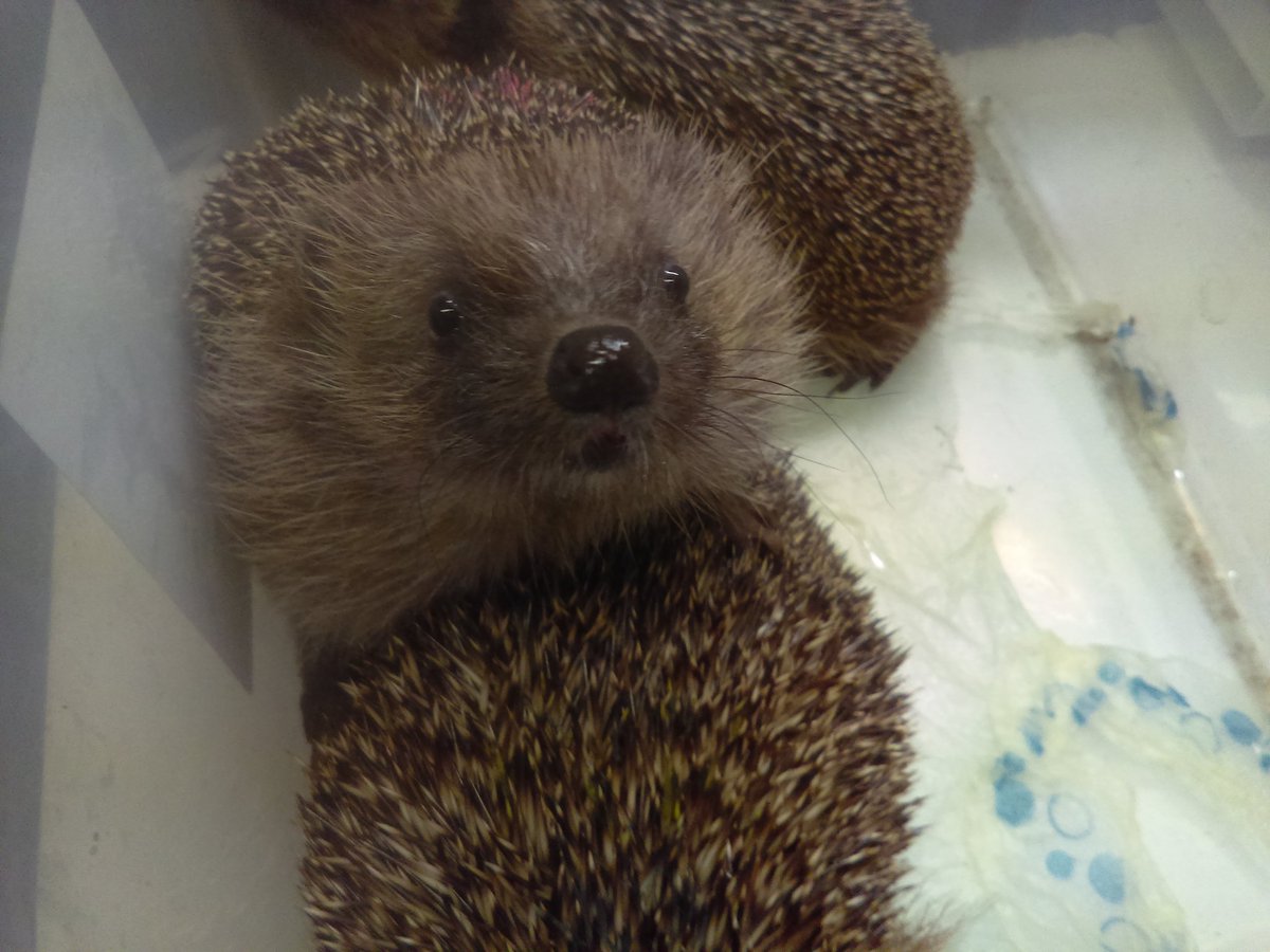 hedgehogs looking up at camera