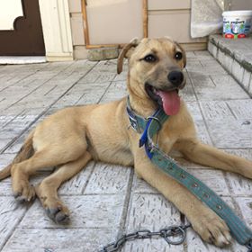 "<a href="/masum_gozler/">Masum Gözler</a>
 
BEŞ AYLIK DÜNYA TATLISI OYUNCU ÇOCUĞUMUZA ÇOK SEVİLECEĞİ VE BİR DAHA ASLA TERK EDİLMEYECEĞİ ÖMÜRLÜK #Yuvasını  #YuvaArıyoruz İSTANBUL-SARIYER
İLETİŞİM : 0545 412 72 18