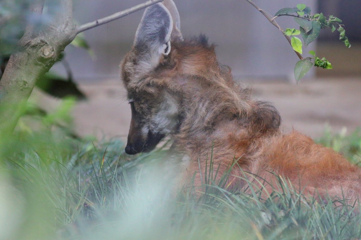 シュウ V Twitter 換毛中かな 上野動物園 タテガミオオカミ