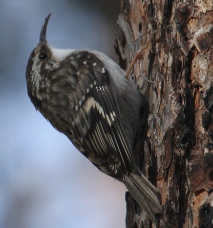 wheres_wild's tweet image. #Weekendwow which is always filled with excitement &amp;amp; #wildlifetracking activities here a retired park ranger has send a beautiful #photo of #browncreeper a beautiful #bird to watch in #wild share photos like this #mobileapp #downloadtheapp  apple.co/2JxW4m9 #birdtracking..