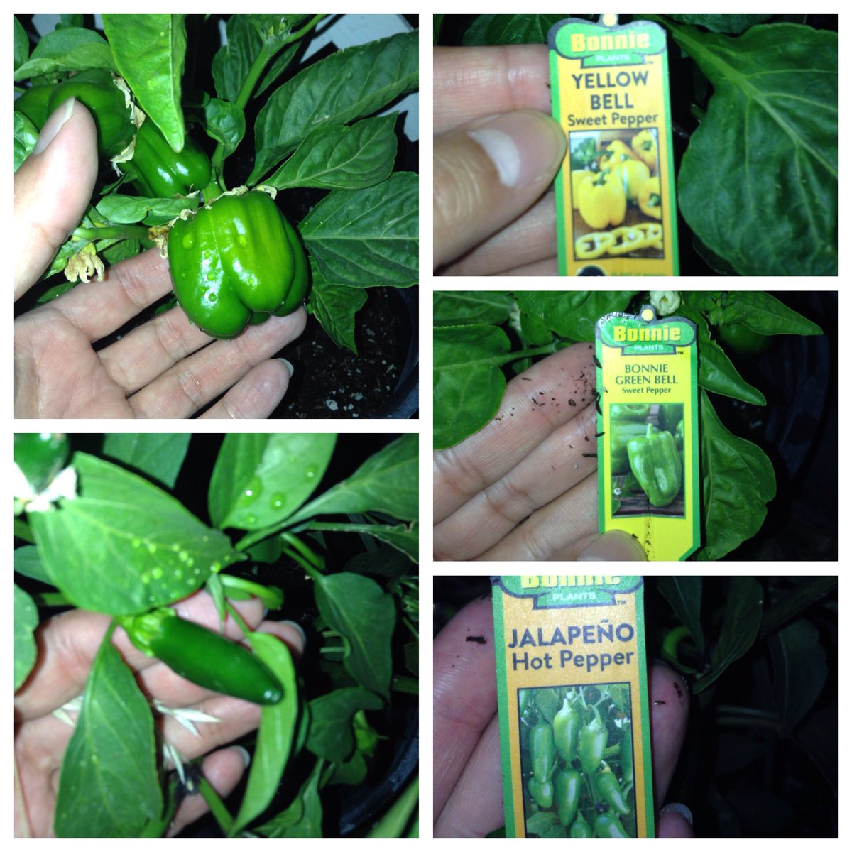 vintage1978's tweet photo. first of the season 🌱🌶😃😉 #garden #gardening #vegan #fresh #pepper #chile #jalapeño #bellpepper #fromthegardentomytable #urbangardening #highdesert #yellowbellpepper #sweetpepper #greenbellpepper #hotpepper #veganlifestyle #growyourownfood @bonnieplants https://t.co/zmTpuNlOgE