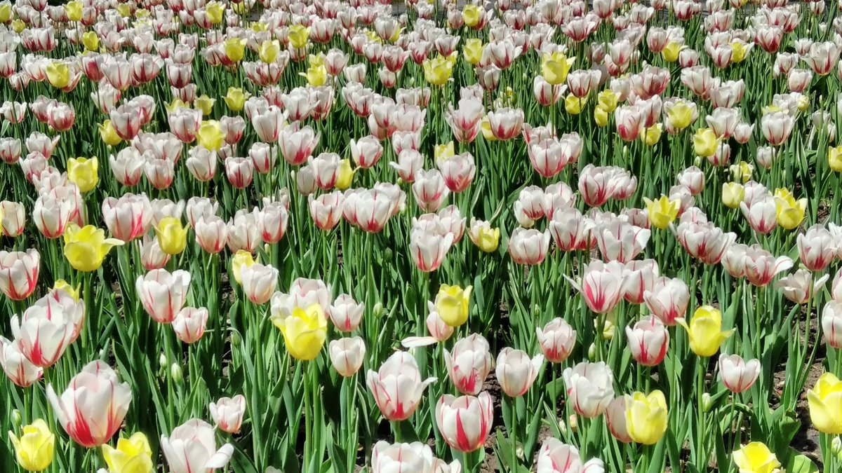 1MillionTulips's tweet photo. One Million Tulips. Canadian Tulip Festival May 2018. Canada 150 Tulip & World Friendship Tulips #RABIN #RabinPhotography @CdnTulipfest @CovertOttawaGuy @johnkowalski1 @ShoppingAnd @worldloveflower #WorldOfFlowers #WorldOfFriendship @ValleyTulips @tulips_holland https://t.co/3nak1xZBfK