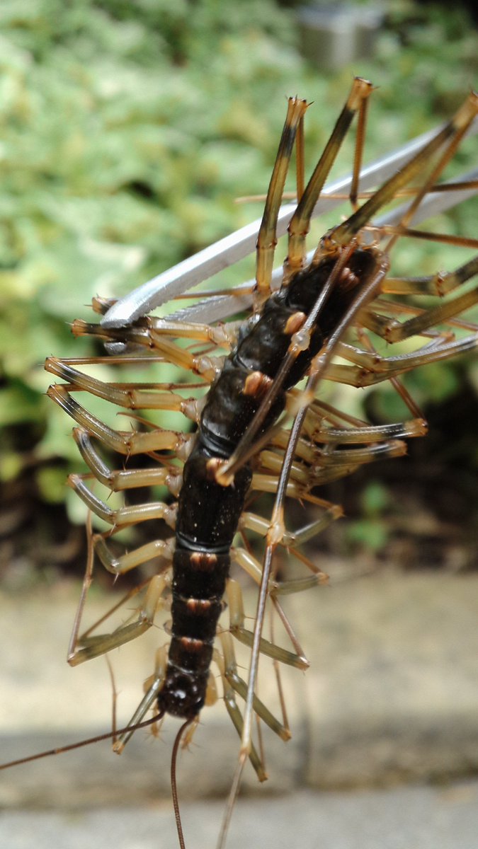 ぃよう ﾟwﾟ この時期 家の周りに虫除けスプレーを撒くと ムカデ以外にもこういうのが出てくる ゲジゲジだと思うけど それにしてもでかかった 虫嫌いな人スミマセヌ