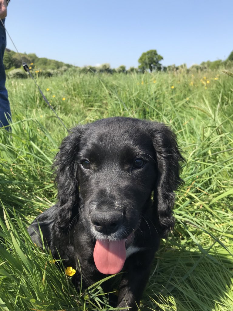 kevin_traynor75's tweet photo. Enzo’s first walk #enzo #enzothespaniel #enzothedog #puppy #firstwalk #cardiff #elyriver #fairwater #caerdydd #nofilter #buttercup https://t.co/gVf4OVU9GO