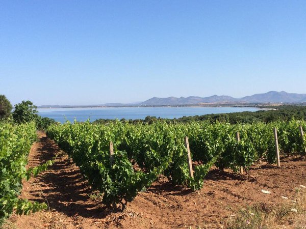 #CantineAperte2018 poteva non essere in #Sardegna? 10 le cantine partecipanti! Scopritele tutte qui: movimentoturismovino.it/risultati.php?…