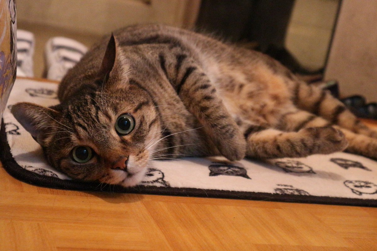tom1002love's tweet photo. 段々と夏に近づいてきてますね🌞🌴🌺
トムは暑くなると玄関でゴロゴロしてます🐈🐾

#猫 #猫好きな人と繋がりたい https://t.co/00AMzXo8Mb