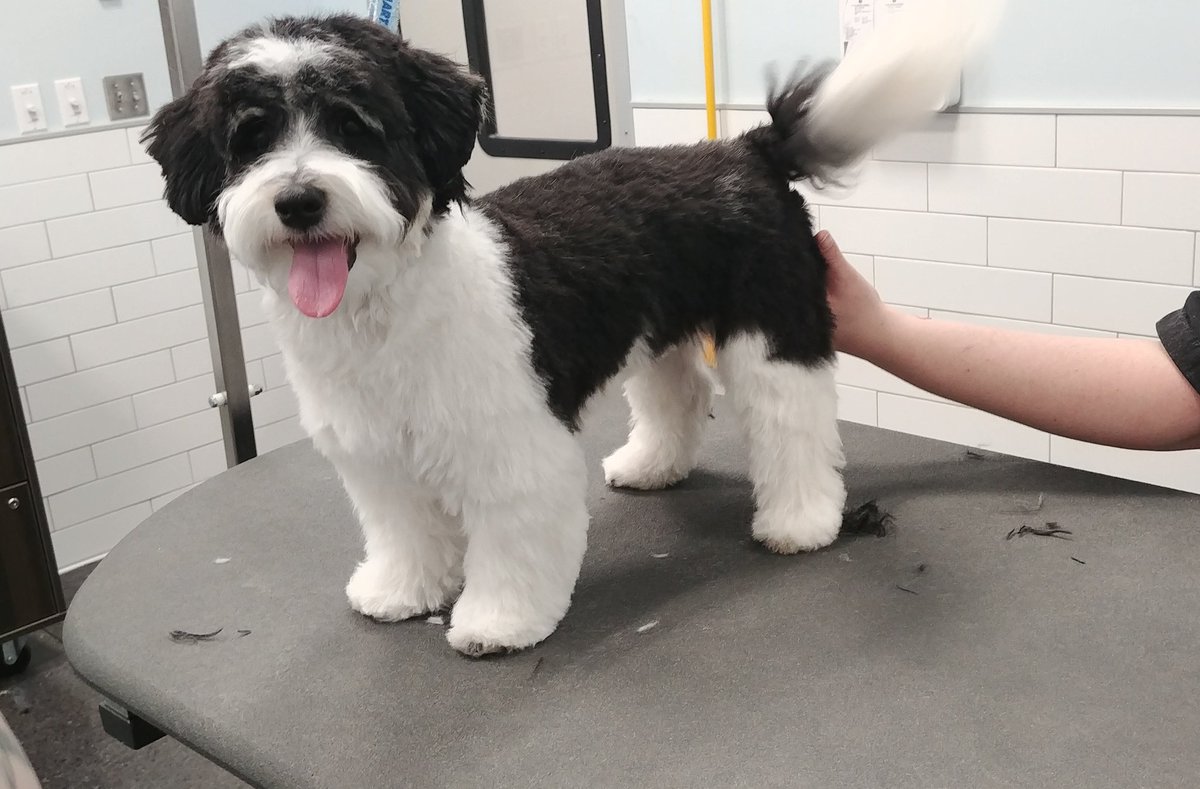 PetSmart Sydney NS tweet media