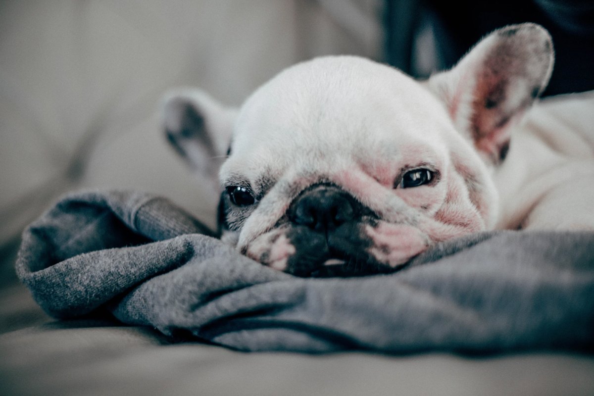 LuckyTheDog_'s tweet photo. Saturday feels 😍#rizk #doglife https://t.co/Y64azLXHyf
