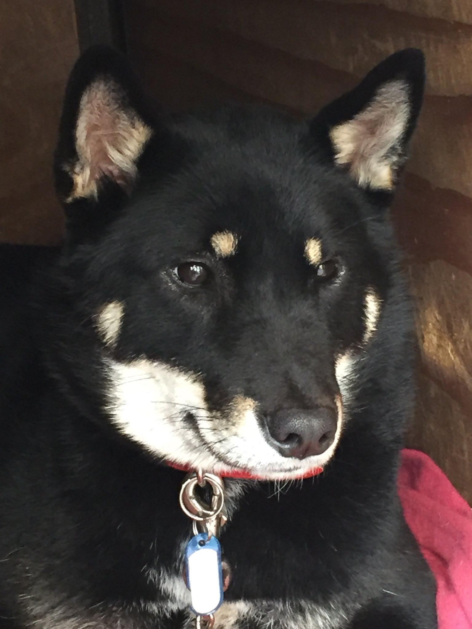 天弓号 イケメンすぎる四国犬 同じ四国犬でも二重まぶたと一重まぶたがいるんですが 天弓号 イケメンすぎる四国犬 同じ四国犬でも二重まぶたと一重まぶたがいるんですが