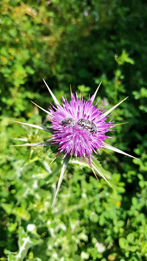 CharlesFinidori's tweet image. #Veranu #Corsica