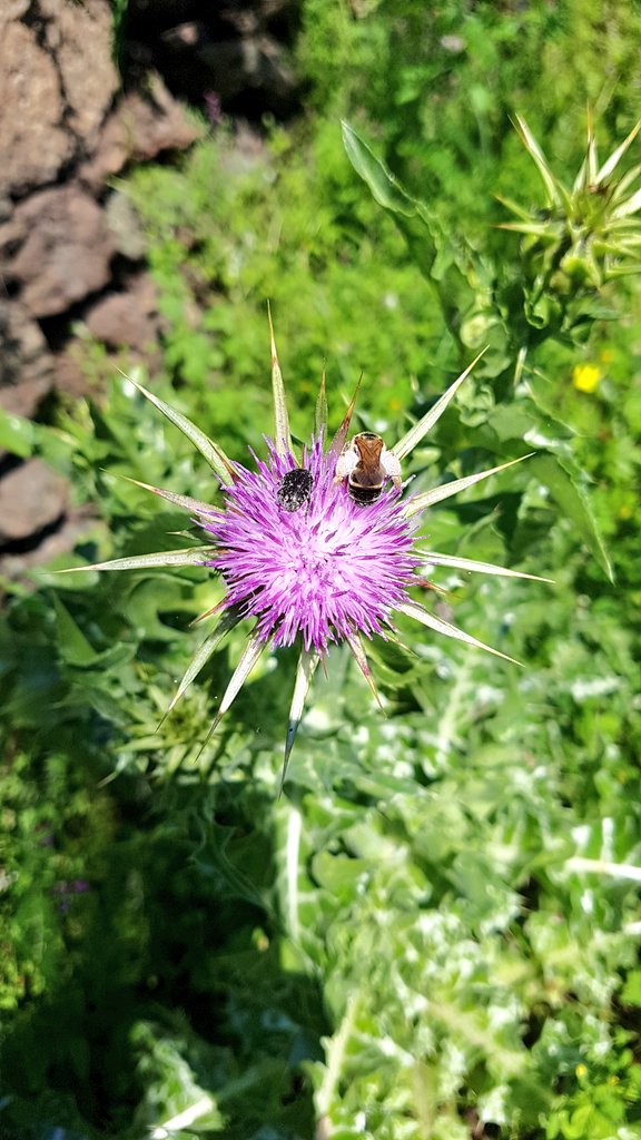 CharlesFinidori's tweet image. #Veranu #Corsica