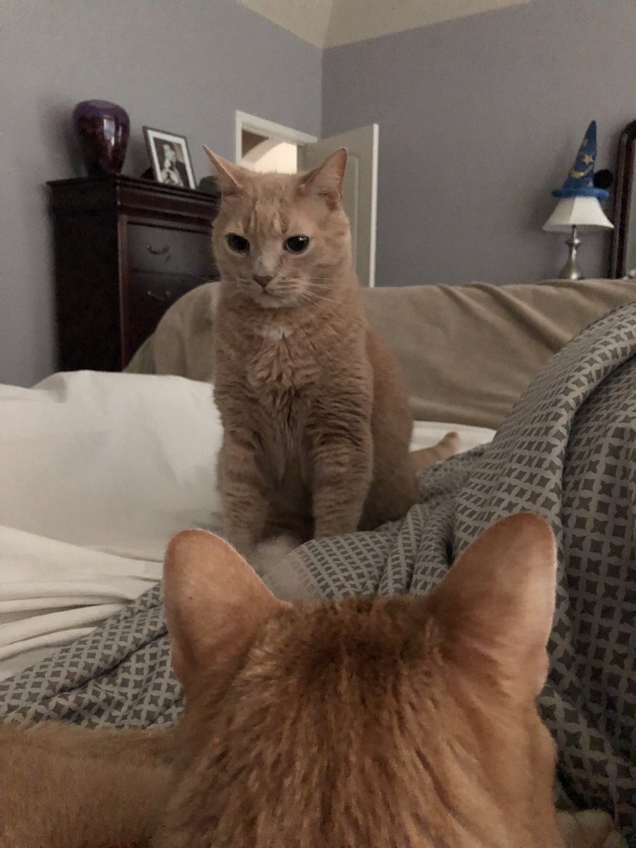 luckiestbrick's tweet photo. Cat Nurse Moose has seniority and does not appreciate Cat Nurse Intern Peaches taking the good cases from him. At least that’s my Vicodin-distorted reality... #wonkytoe https://t.co/mpIFHkvJUL