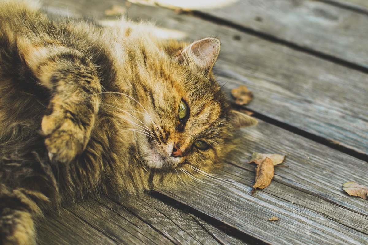 snapandfeed's tweet photo. Is it sunny where you are? Enjoy the good weather with your pets outside! 😄 https://t.co/MTzbHNaJMM