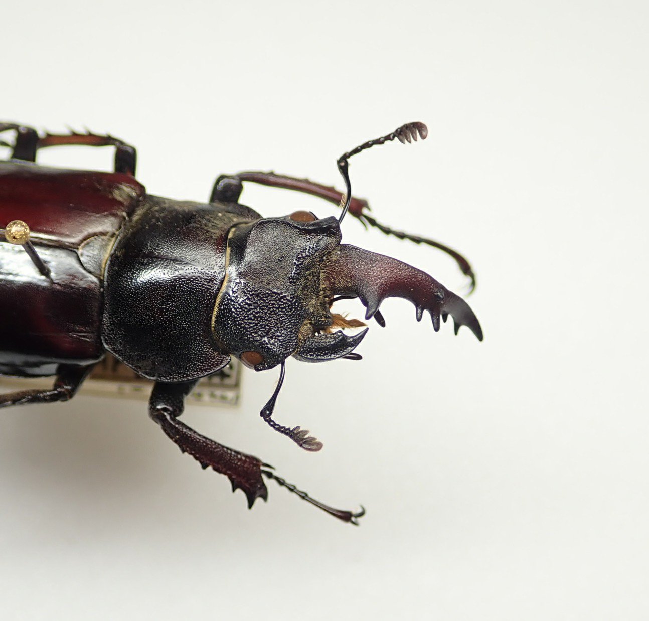 【標本】雌雄モザイク ミヤマクワガタ ミヤマクワガタ雌雄モザイク個体を生体展示中（追記：一部ネット