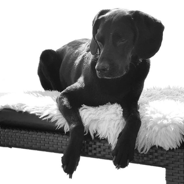 PetLegz's tweet photo. Reposting @mycalm:
Elegant chillin #lolavonhundehuebsch little diva 😘 happy sunny Monday everyone and #beherenow
.
.
.
#dogsofinstagram #doggsinberlin #berlindogs #dogsofberlin #happydog #streetdog #topdogphoto #petphotography #ilovemydogs #bestdogever #dogsofinstgram #dogs https://t.co/2d3MC4WiUA