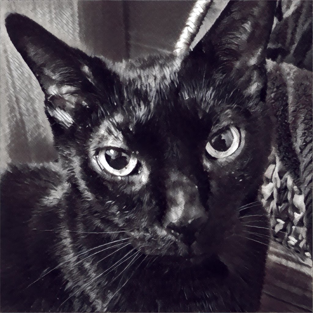 FeralFemale's tweet photo. @EmrgencyKittens Omg he looks just like my Angus when he was a baby! Angus is now 18 and the best cat in the universe. All universes. Even that one made entirely of cats.
#EverybodyLovesAngus https://t.co/xYe49tUP0P