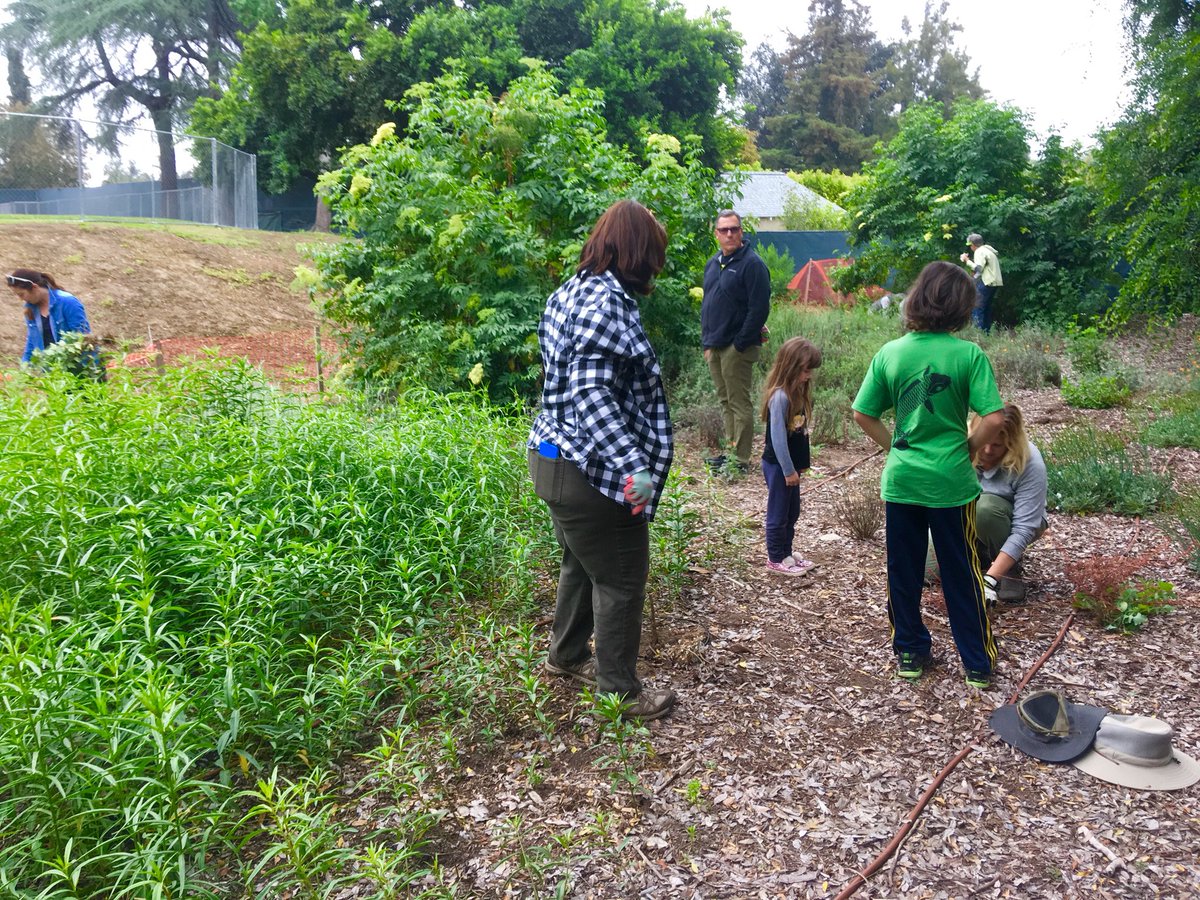District 5 neighbors and friends giving Washington Park some love this morning. Mulching and weeding in the #Monarch garden. <a href="/PasadenaGov/">City of Pasadena</a> <a href="/WashSQPasadena/">Washington Square</a> #pasadenaaudubon