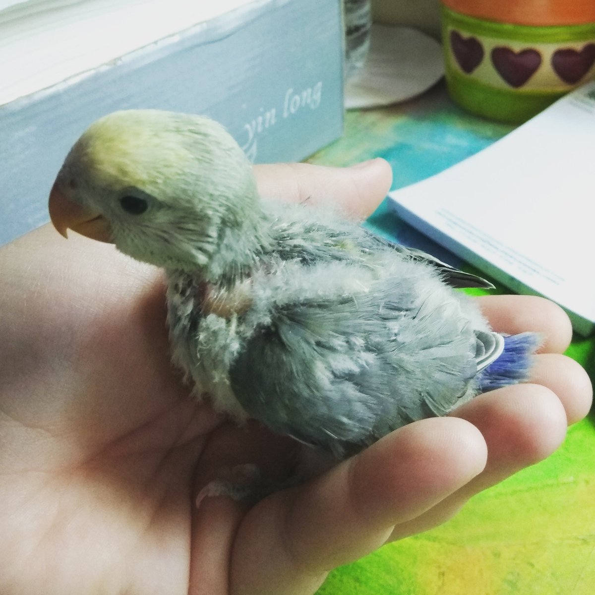 A_montserratsm's tweet photo. Buen futuro en Andorra pequeña, junto a kiku! ☺️😍🐤🍼
#cedida #agaporniroseicolli #psittacidae #babybird #aviariomontserratsm https://t.co/pnSvyE73k8