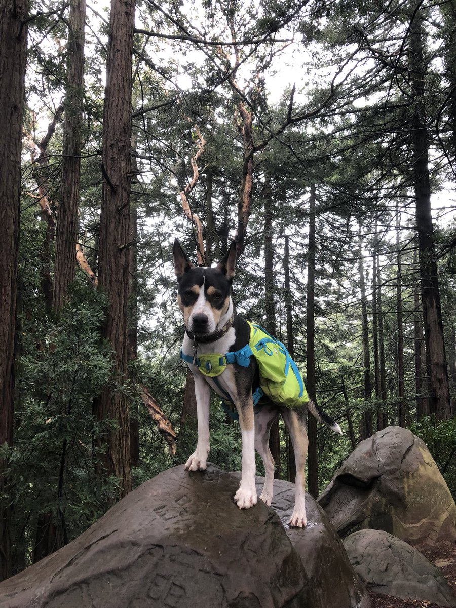 JennAWebber's tweet photo. Saturday morning hike. #RedwoodPeak #WillaWanders https://t.co/wTe5jFuQmP