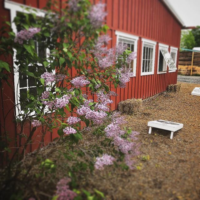 RT @BandwagonBeer: The lilacs are out in full force! Spring is finally upon us. It’s a great day for a beer! Hop on up and see us. #hoponbwb #flxbeer #flx  #FLXbeersource