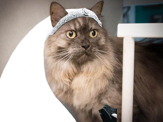 NEHumaneSociety's tweet photo. Emmy wanted to go to the #RoyalWedding today but we didn’t have the heart to tell her that it wasn’t in Omaha. While she’s all dressed up, she’d love to come home with you! Her adoption fee is waived as part of our cat sale that ends tomorrow. Come meet her! https://t.co/GUPOBXzfP7