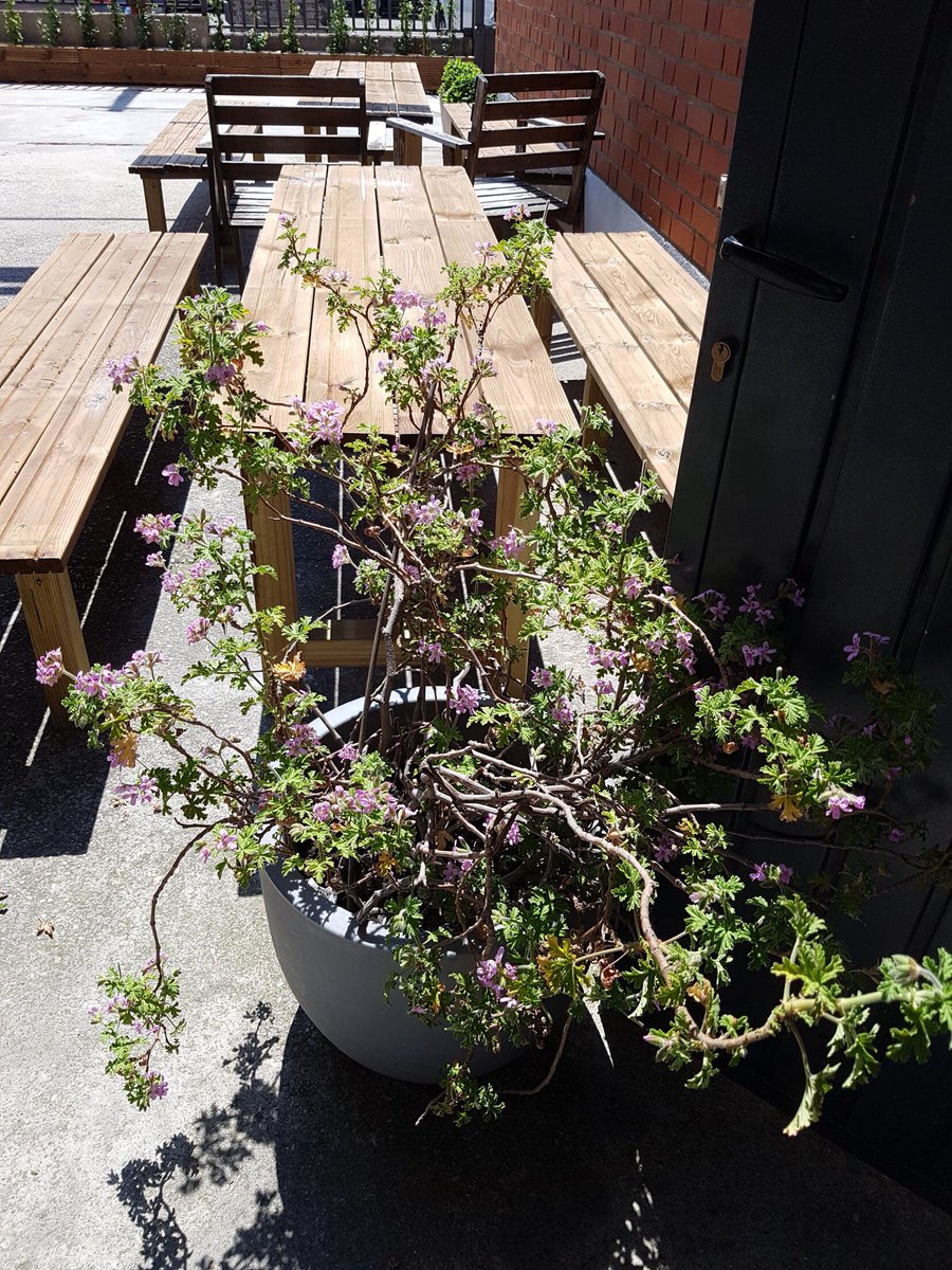 Qué buen día en la nueva terraza de The Climb. Comienzan los días disfrutones. #yoentrenoentheclimb  #terrazaverano