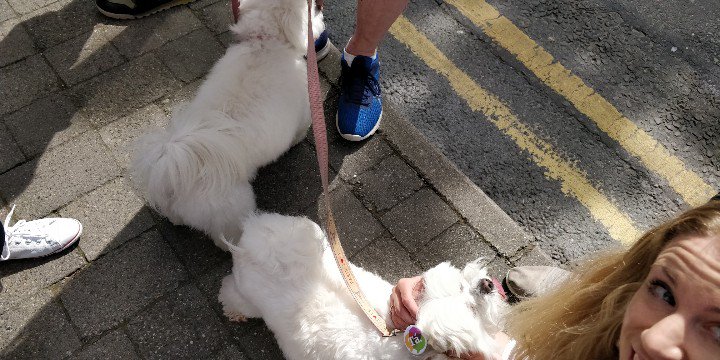 littlebird_ie's tweet photo. @dogsforchoice a couple of your members came to say hello to us today 😉 https://t.co/yw8j43axhy