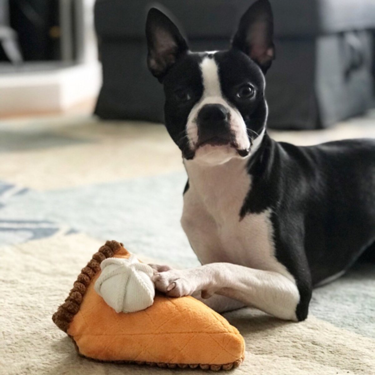 hillybean84's tweet photo. Sign up for freebies! @BarkBox @Influenster #BarkBoxInfluenster #complimentary #contest https://t.co/1fA9veBAkE