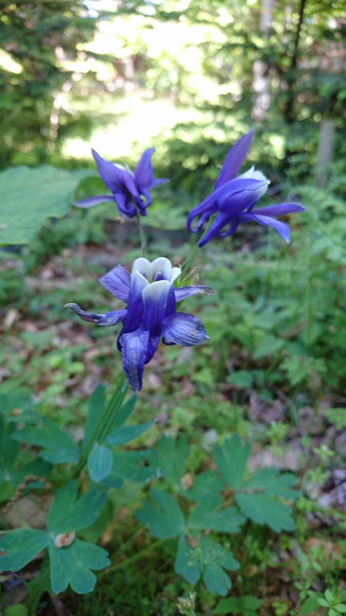 Cute 軽井沢で木陰に可憐な花 どなたかこの花の名前ご存知でしたら教えてくださいませm M 野草 野草図鑑 ブルーなカタクリの花