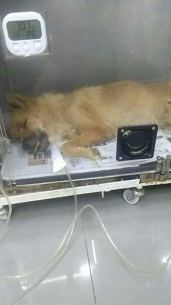 รักหมาจัง🐾 tweet media