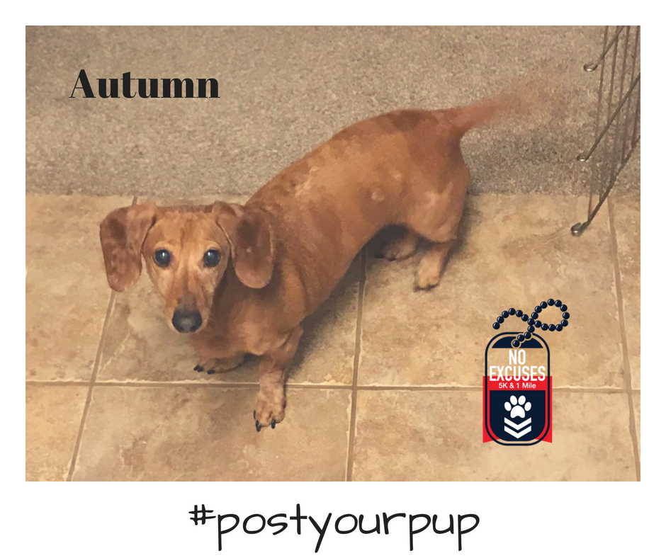 NoExcuses5K's tweet photo. Show us your puppy passion! #Postyourpup and we'll share her with the world. https://t.co/h30HWOFS1l