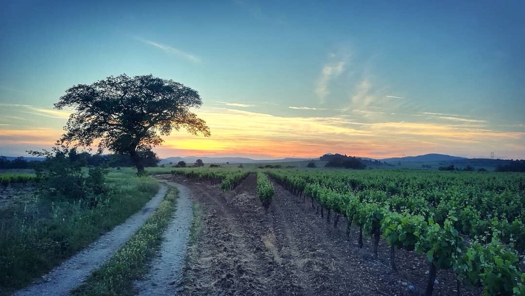 PhilippeHuppe's tweet photo. 🍷Informer les consommateurs est primordial ! 
📌30 députés, dont 5 du 34, ont cosigné l’amendement portant la volonté d’écrire le lieu de production du vin sur l’étiquette frontale. Merci !
@JeromeDespey @VinsPaysdOcIGP @PaysanduMidi @VinsduLanguedoc @vinetsociete @RemiDumas34 https://t.co/h2r7RhriPD