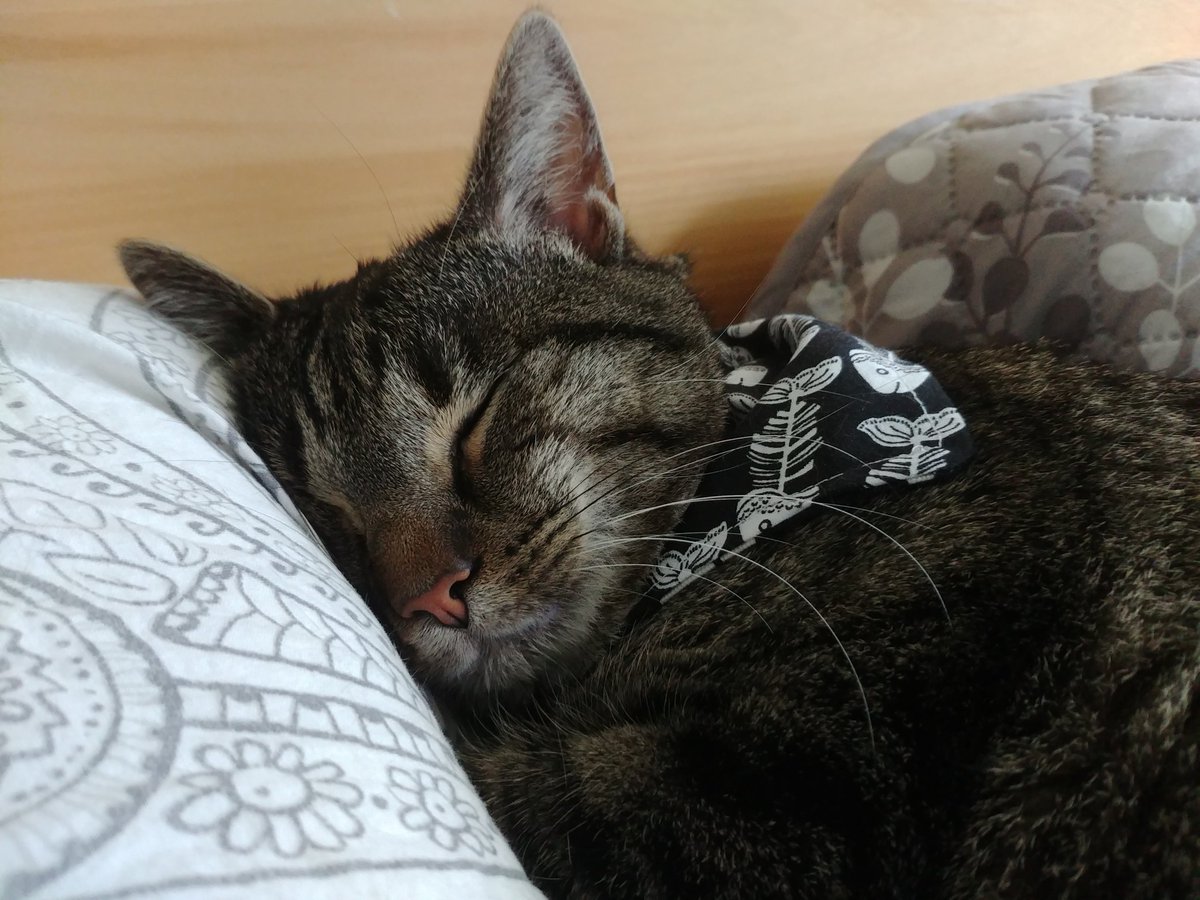 our CEO Oscar having his #Caturday nap in his one of his bandanas.
They are this comfortable, because they are made-to-measure and fit every kitty or dog purrfectly ❤️
Want one too? Visit our etsy shop at kittycapes.com ❤️
#CatsOfTwitter #Catnap #catsinbandanas