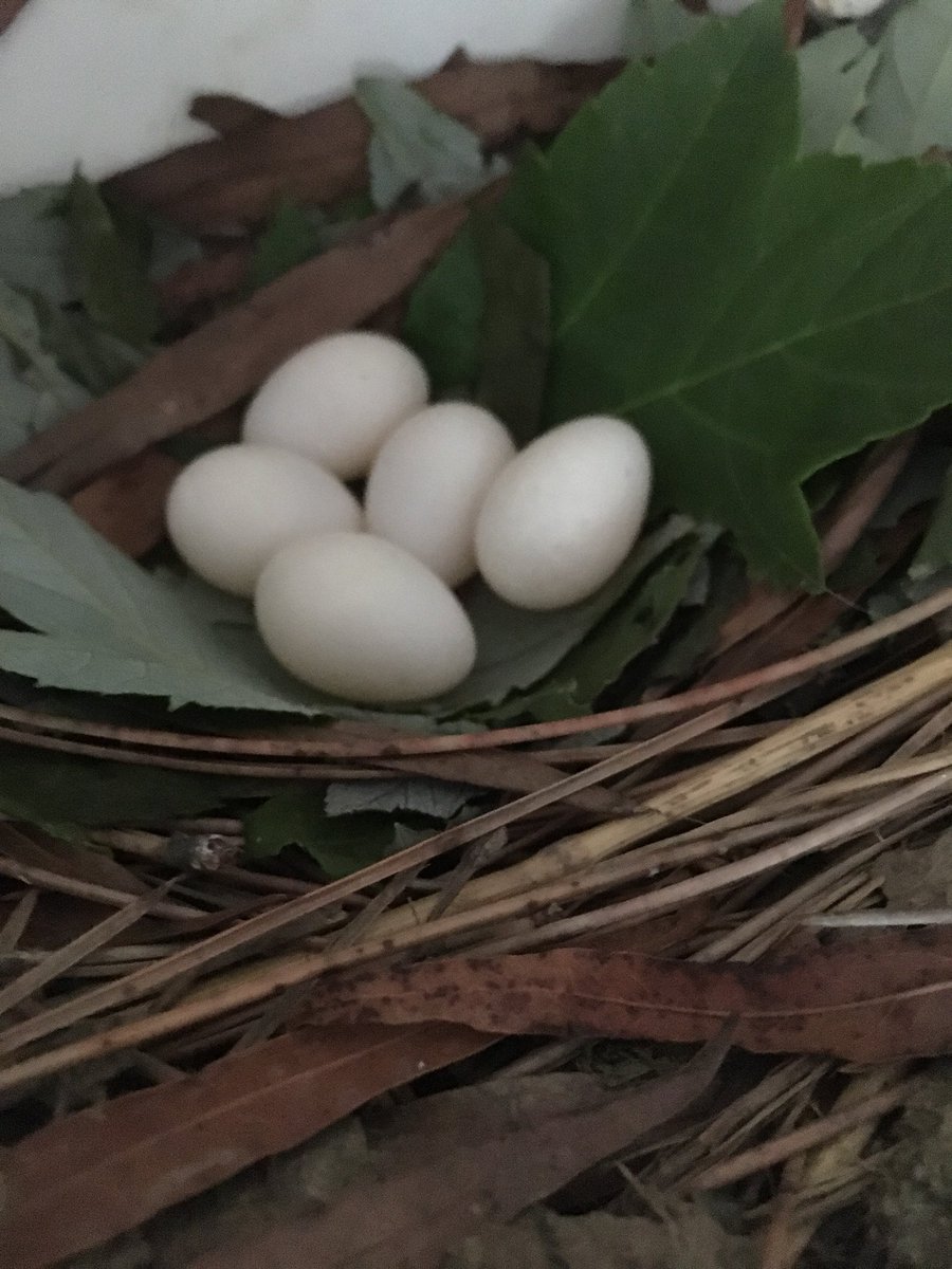 ccdspurplmartin's tweet image. Our campus purple martins are busy starting families!  Over 50 eggs so far in our colony!
@CountryDay @natur_xperience  @COMPUDUCATION #ccdsgreen #ccdslearning