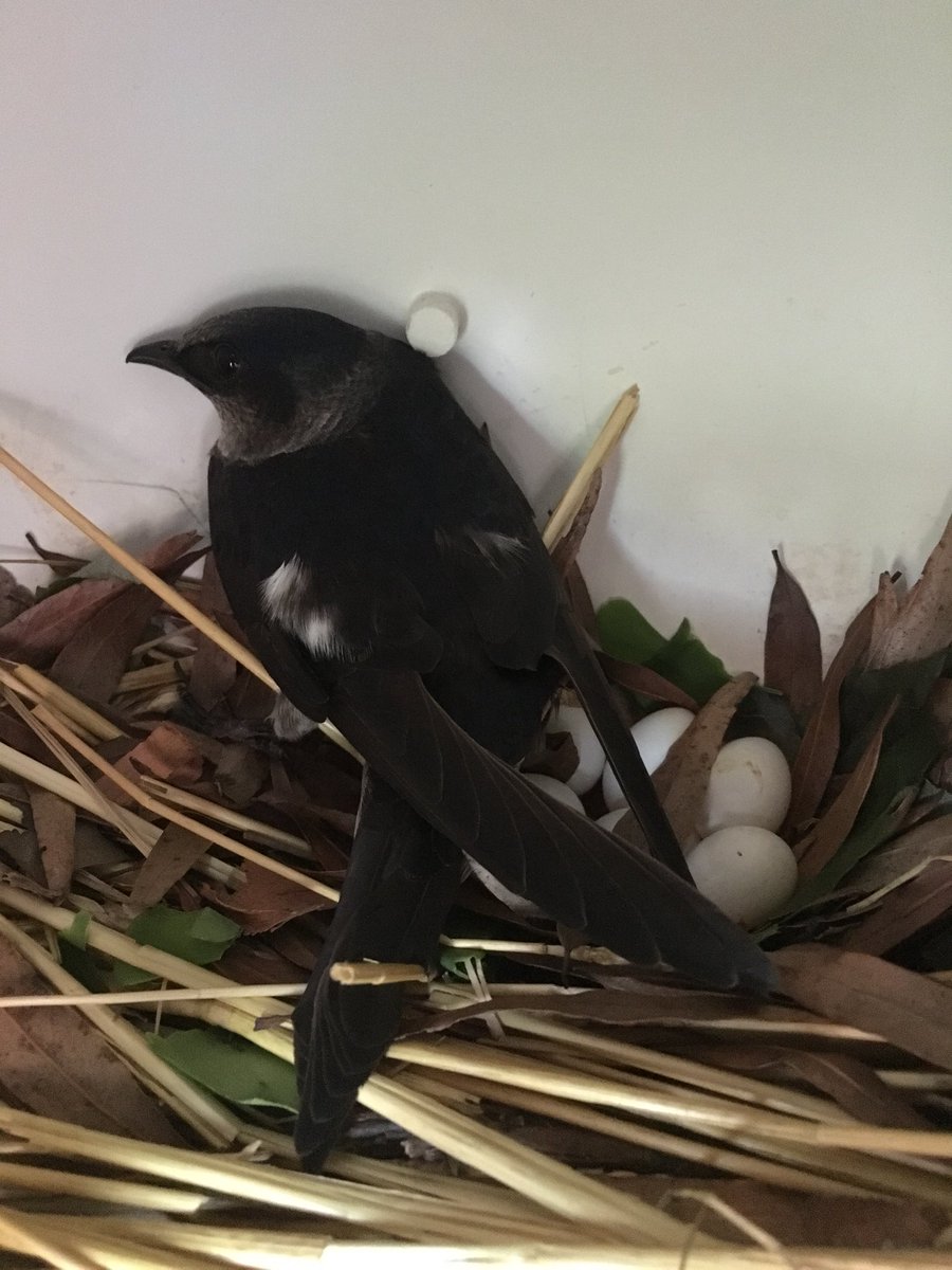 ccdspurplmartin's tweet image. Our campus purple martins are busy starting families!  Over 50 eggs so far in our colony!
@CountryDay @natur_xperience  @COMPUDUCATION #ccdsgreen #ccdslearning